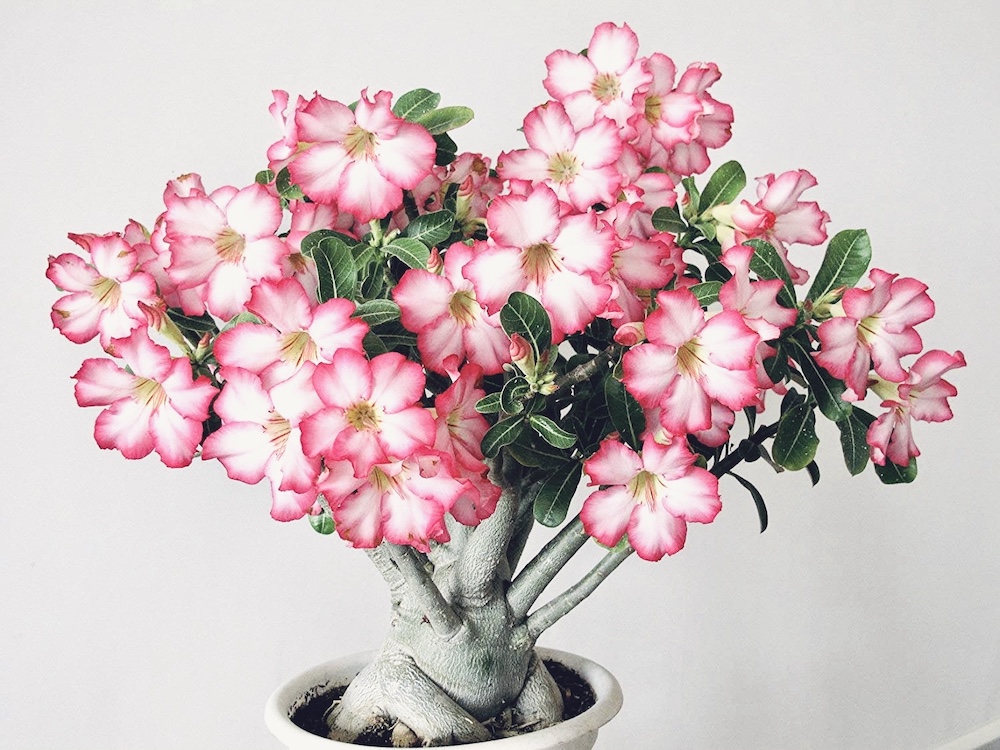 Adenium obesum