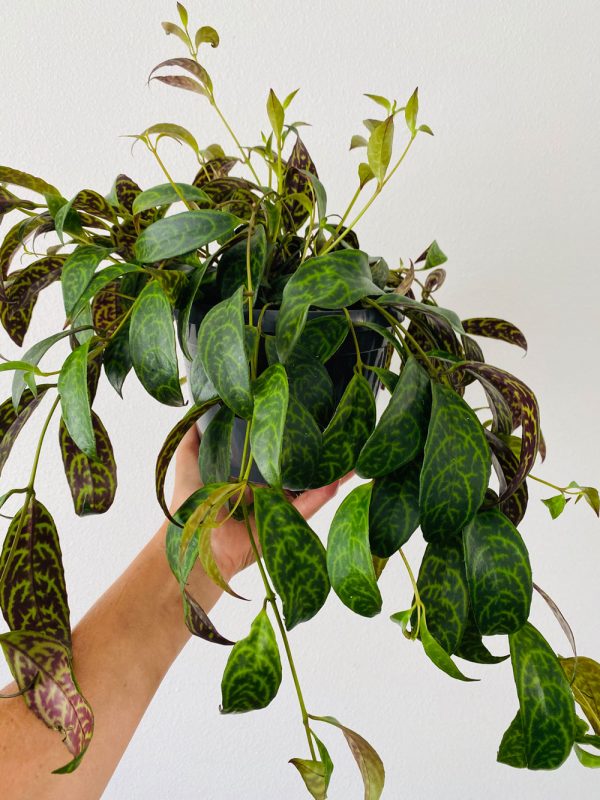 Aeschynanthus longicaulis - Botanically