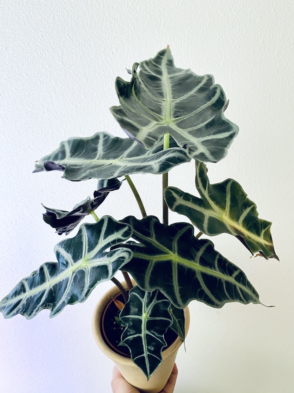 Alocasia amazonica