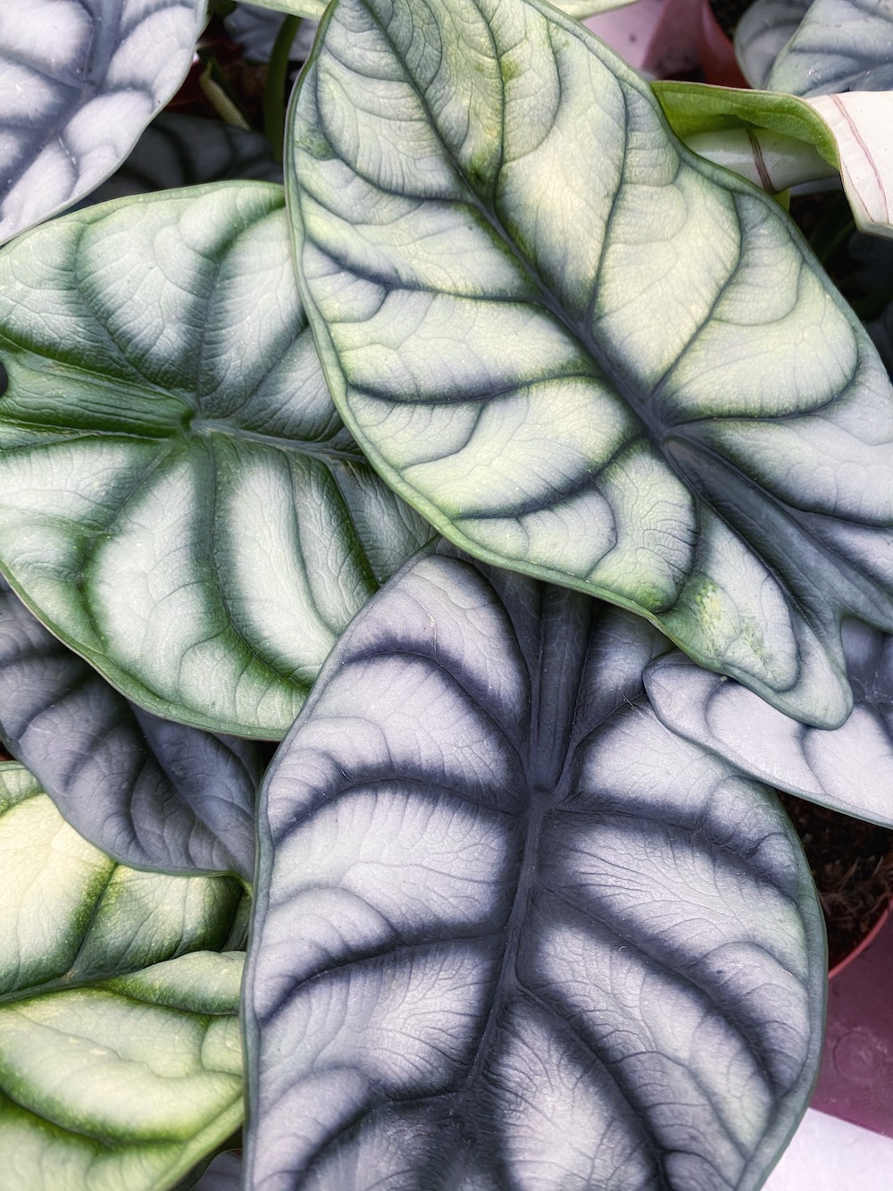 Alocasia dragon scale