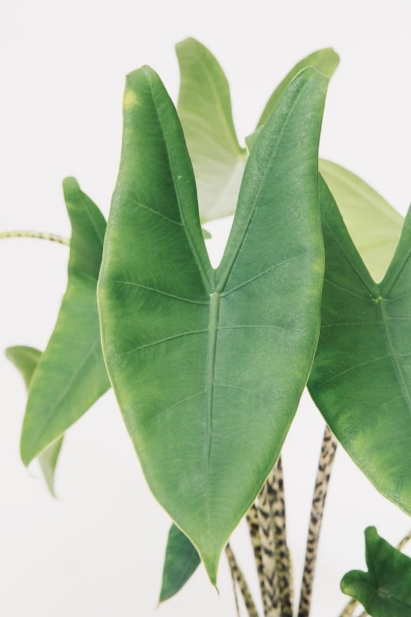 Alocasia zebrina Botanically