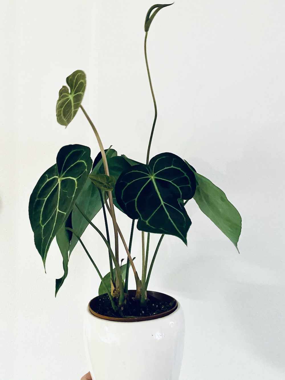 Anthurium Clarinervium