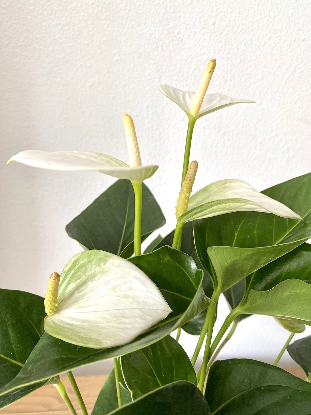 Anthurium scherzerianum 