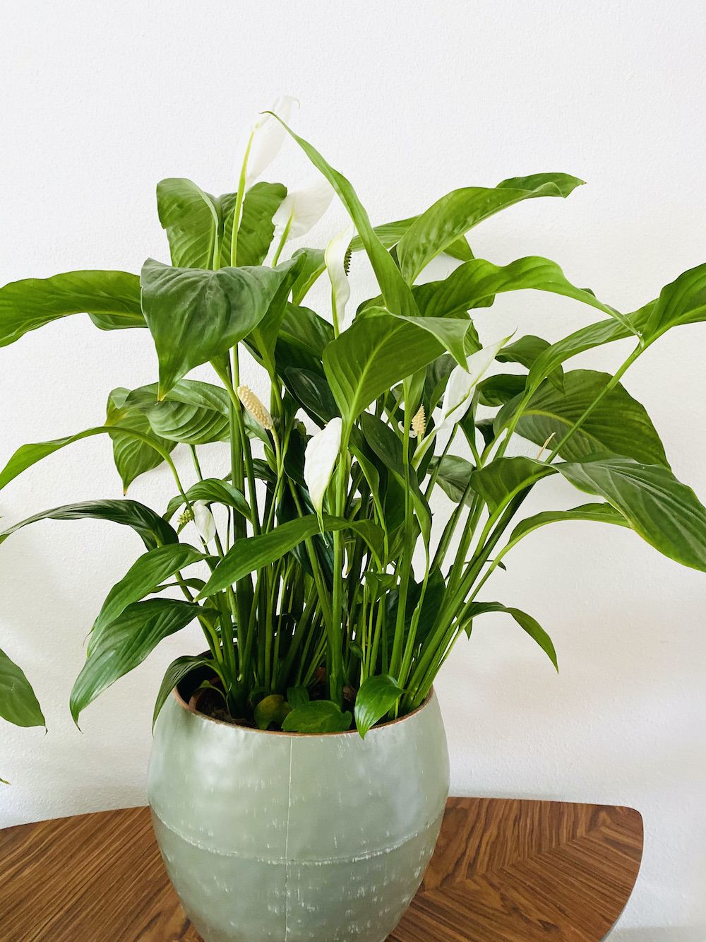 Anthurium spathiphyllum