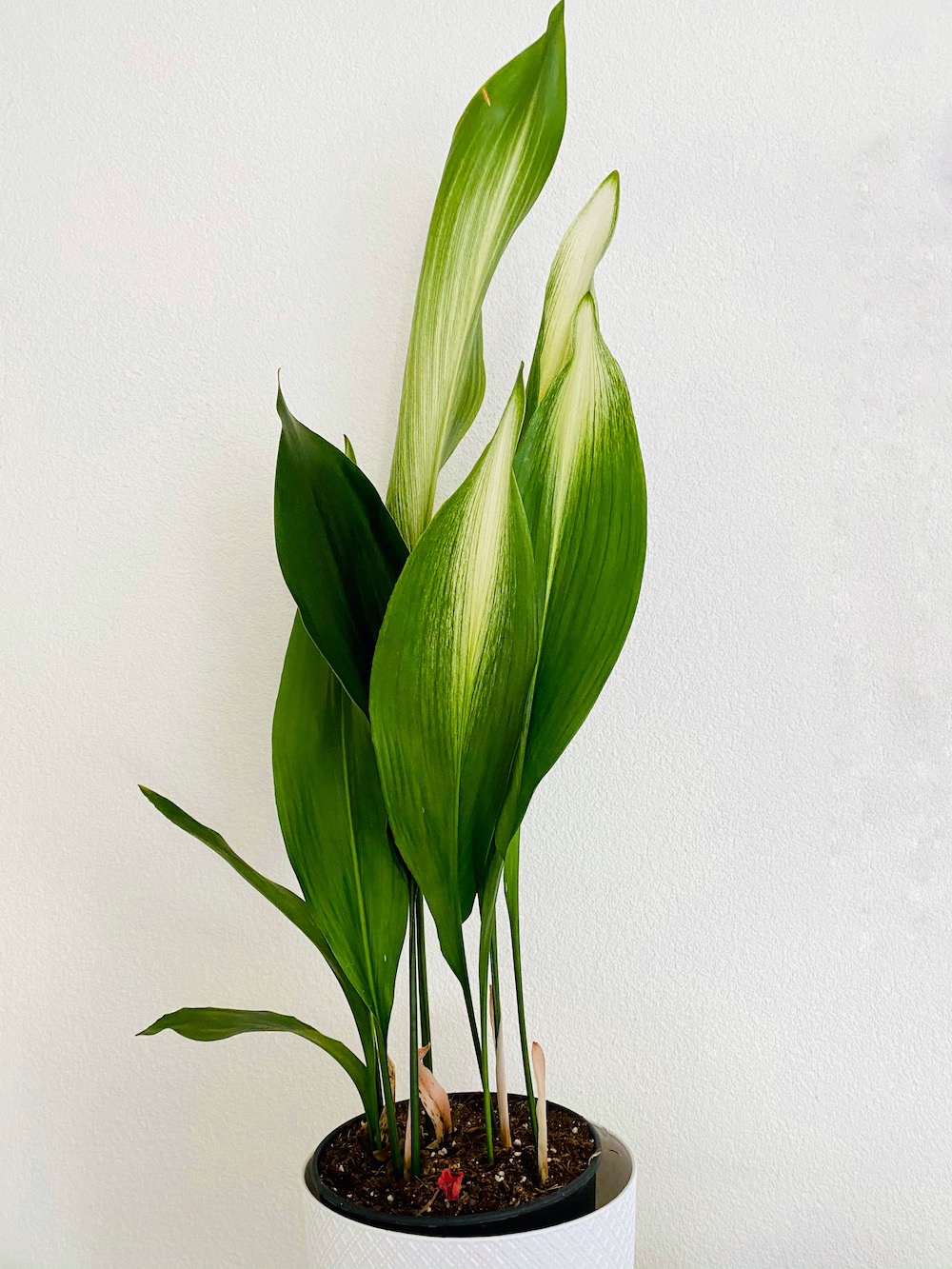 Aspidistra Elatior