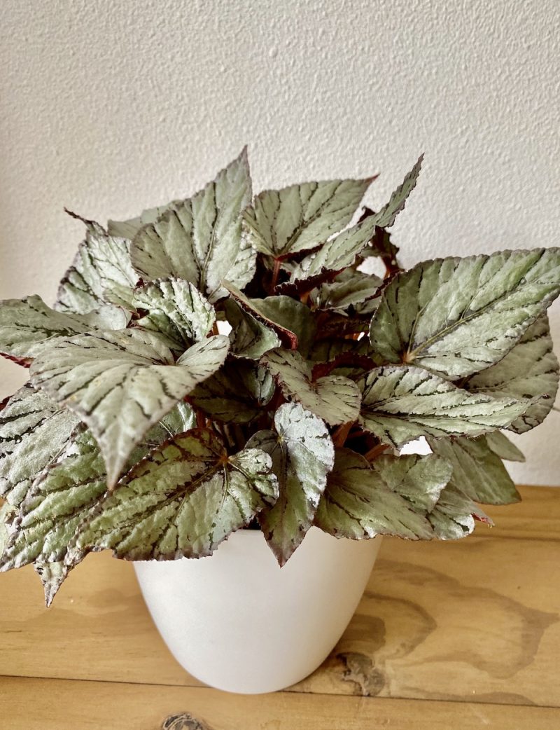 Begonia beleaf maori haze Botanically