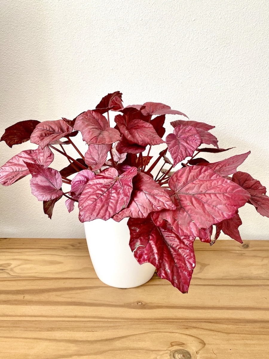 Begonia Rex scarlet king