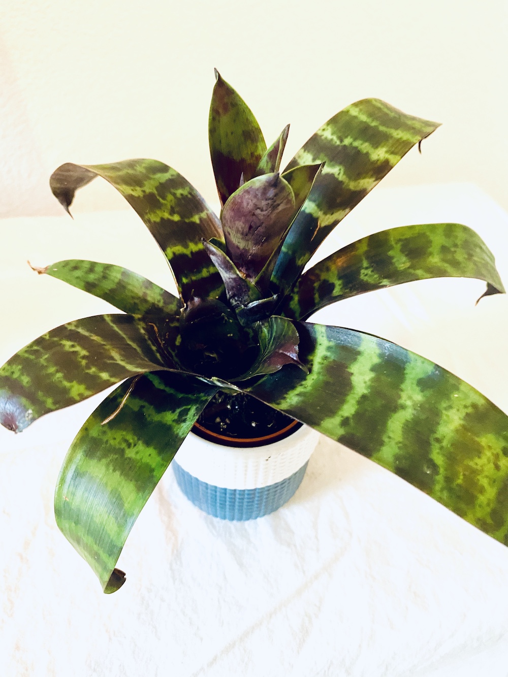 Bromeliad guamania