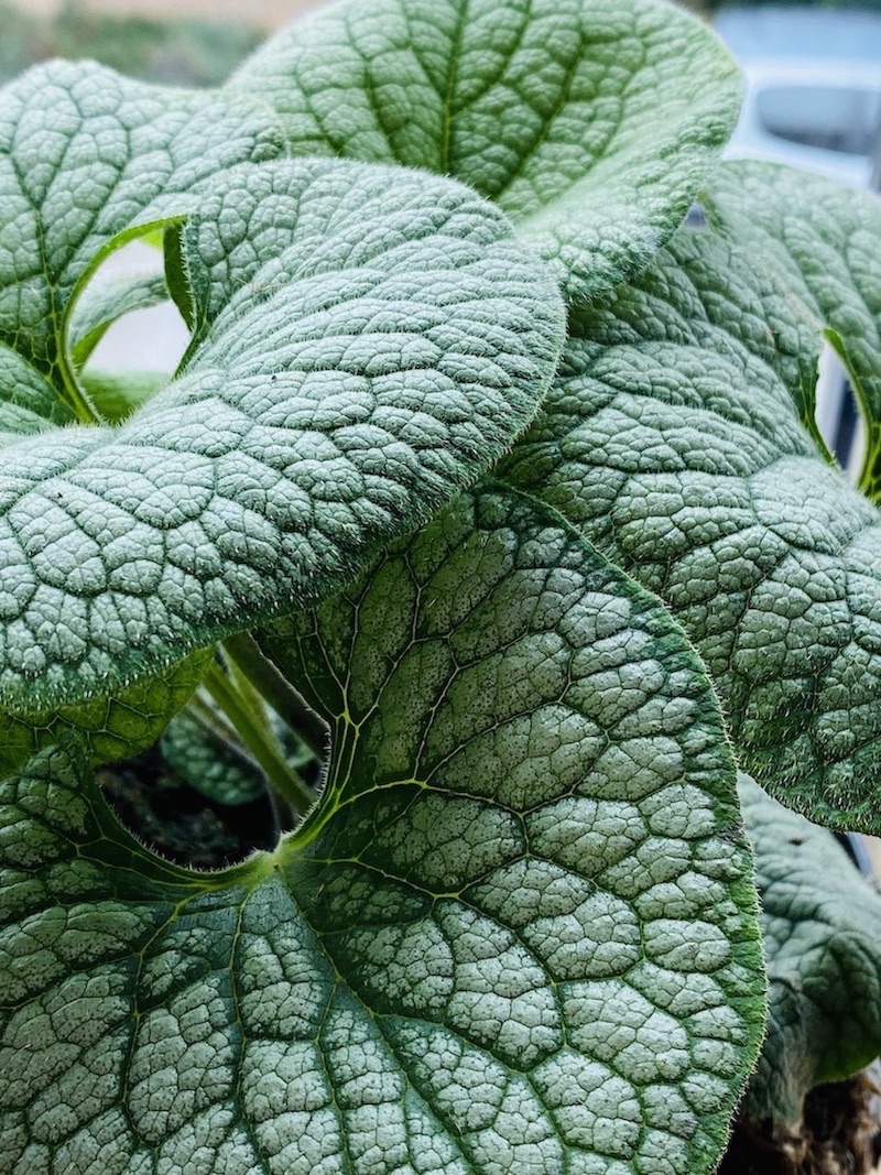 Brunnera macrophylla 