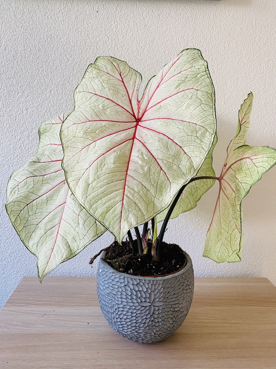 Caladium white queen