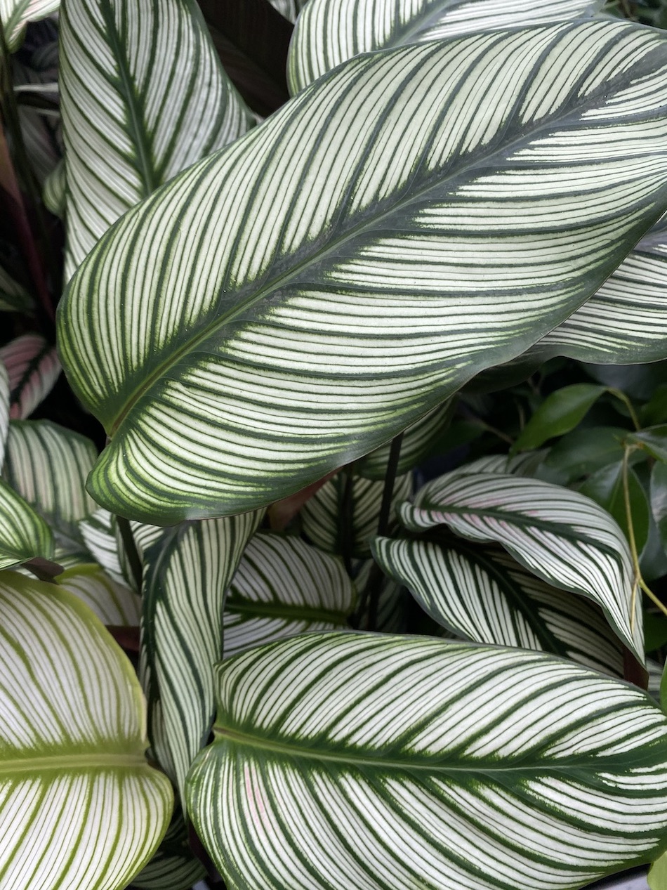 Calathea majestic white star