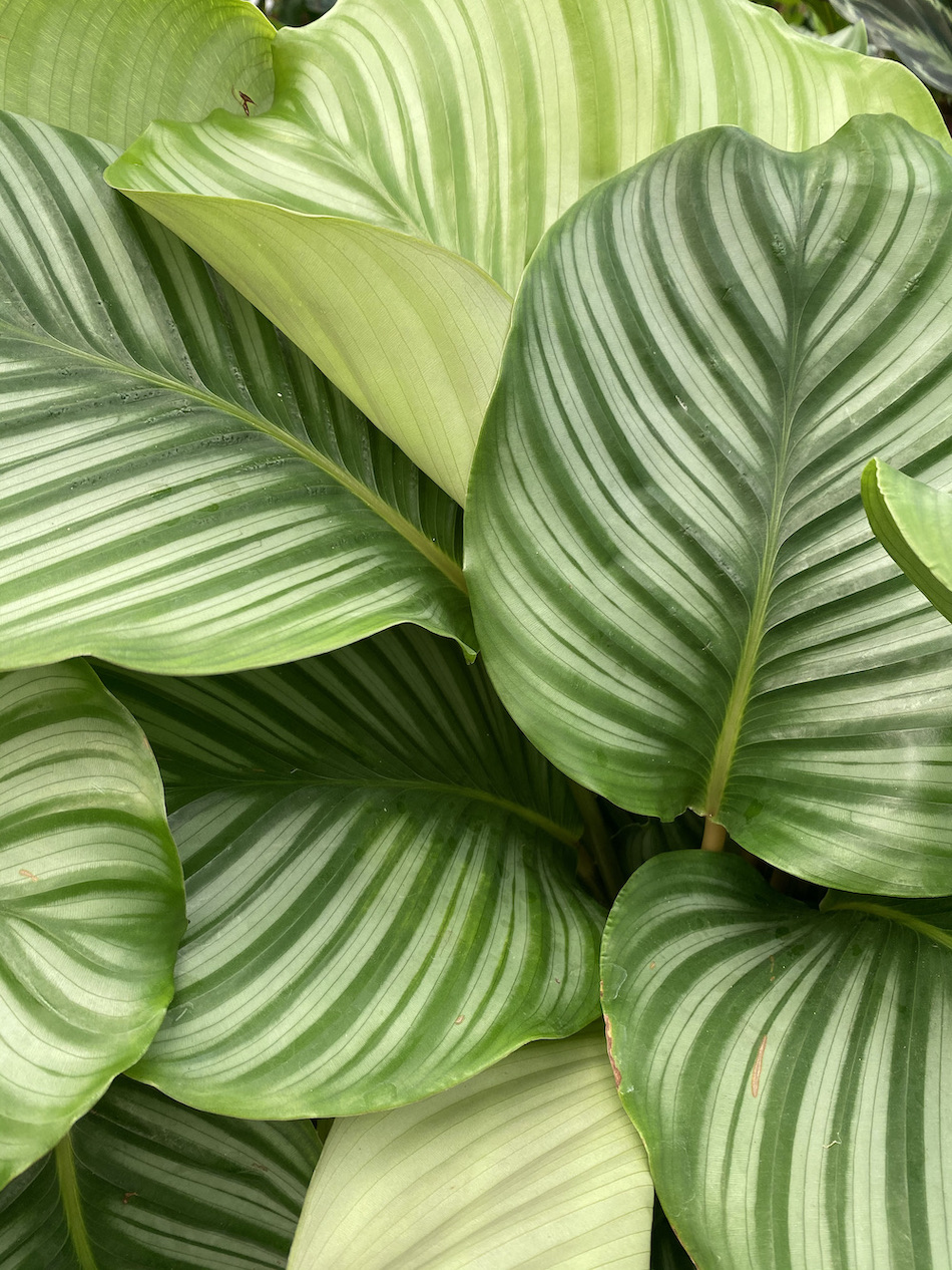 Calathea orbifolia