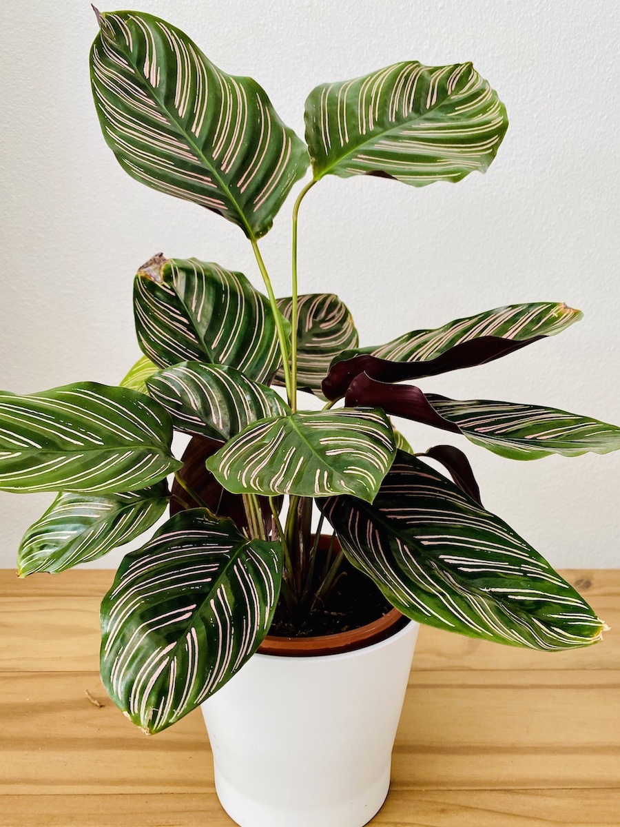 Calathea ornata