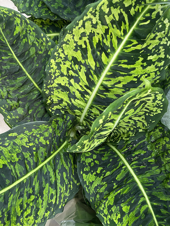 Dieffenbachia reflector