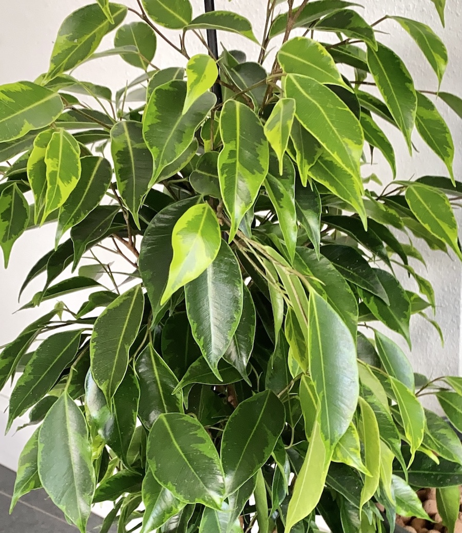 Ficus benjamina