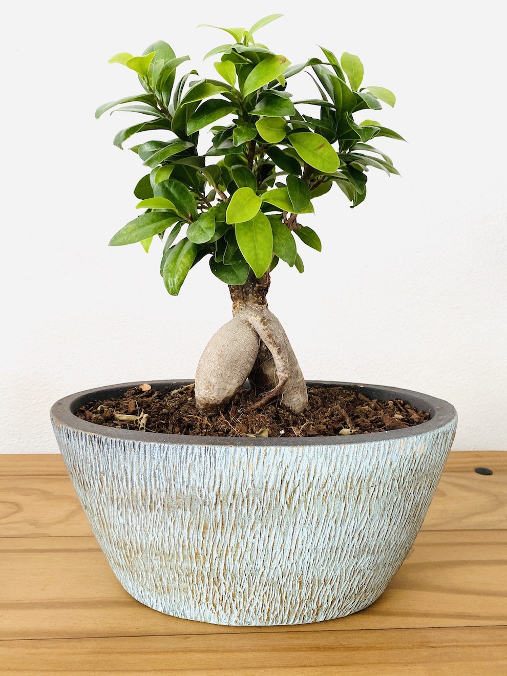 Ficus microcarpa ginseng - Botanically