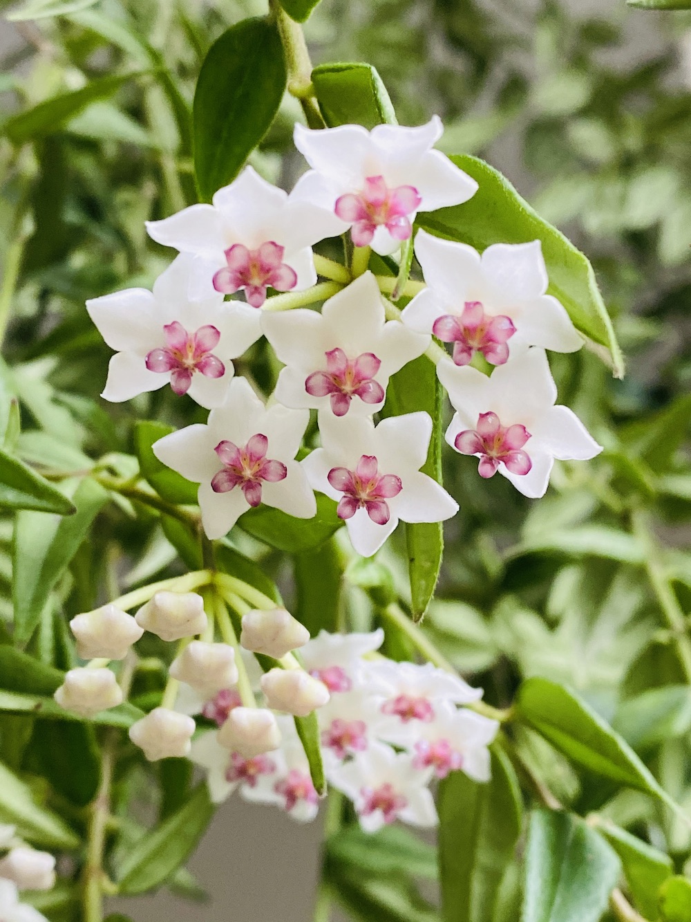 Hoya bella