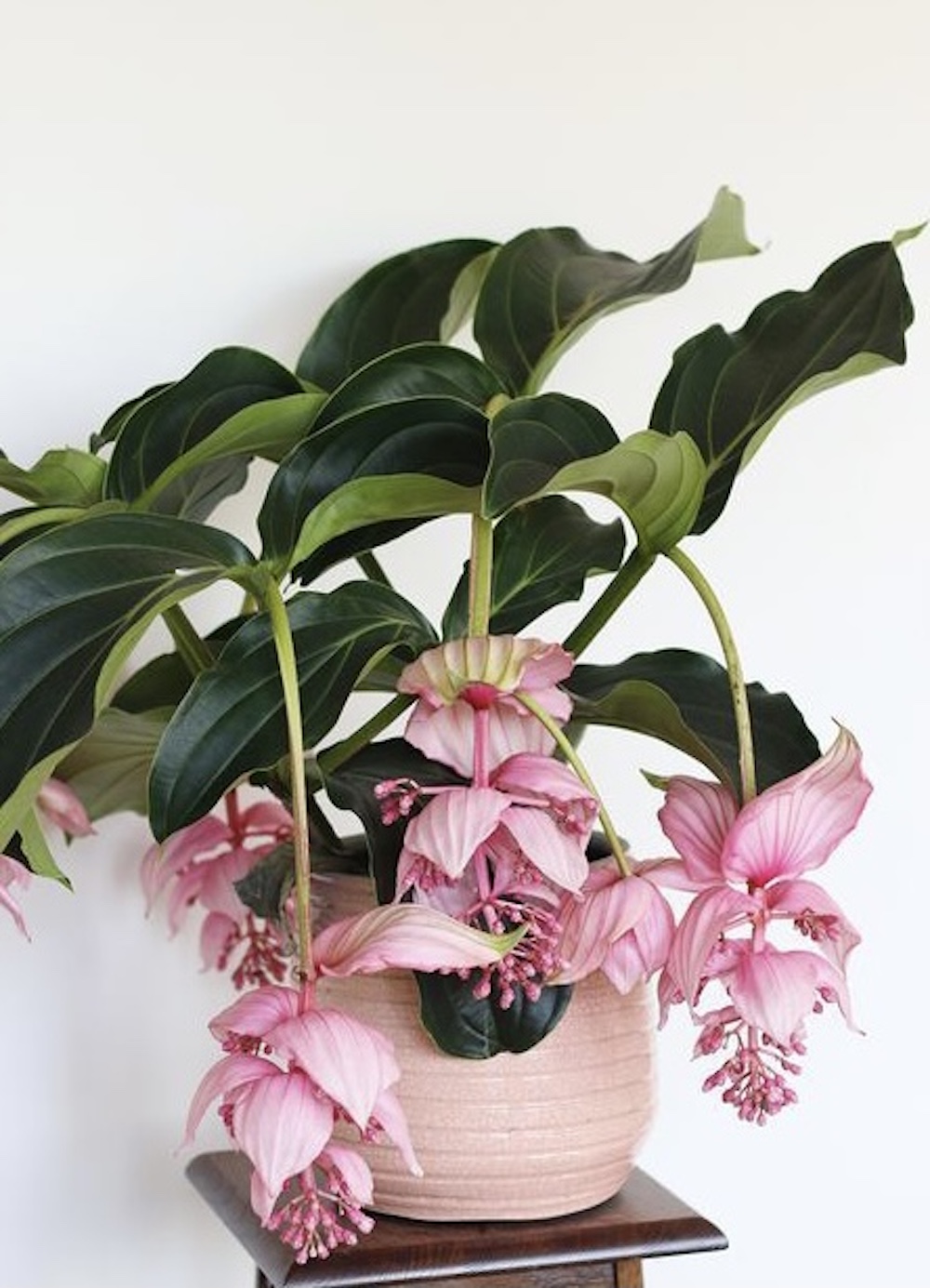 Medinilla magnifica