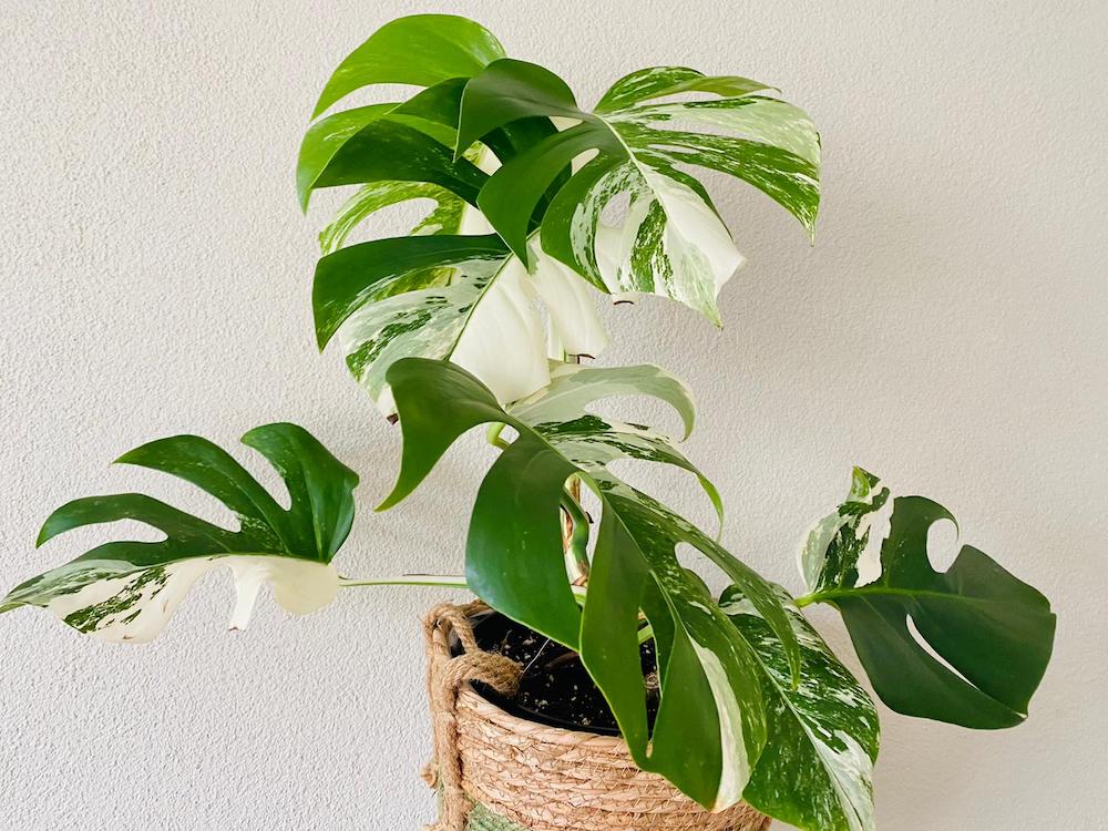 Monstera deliciosa