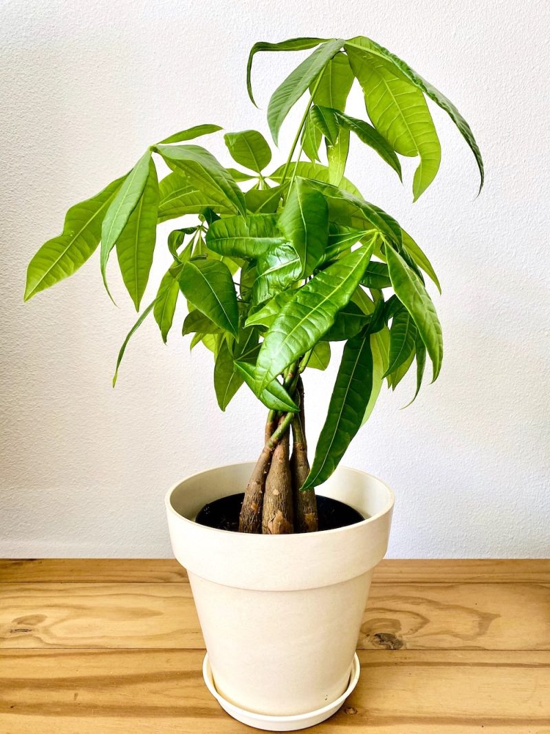 Pachira Aquatica Giftig