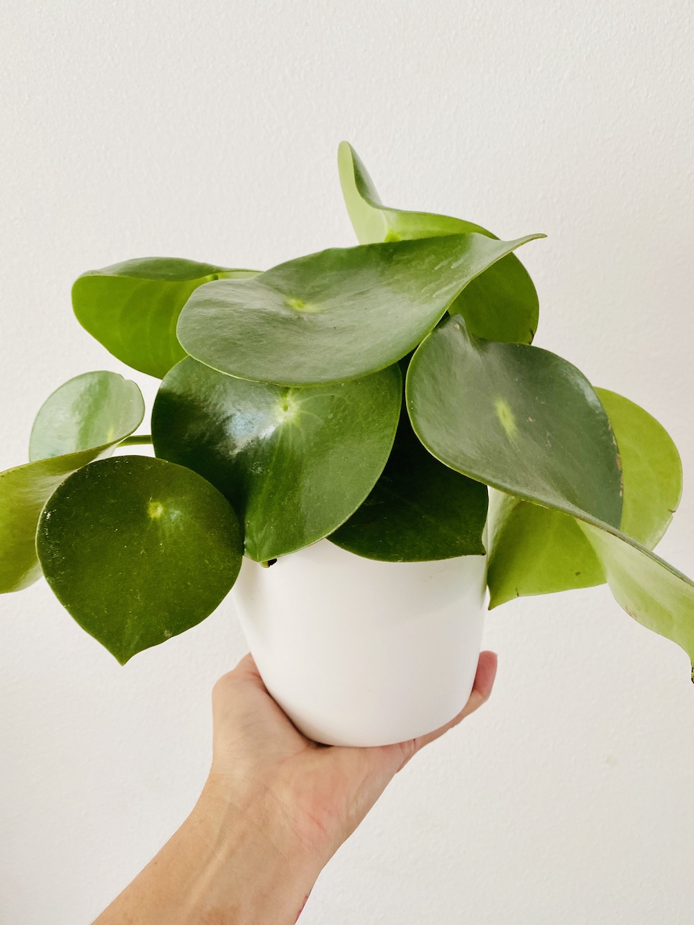 Peperomia teardrop