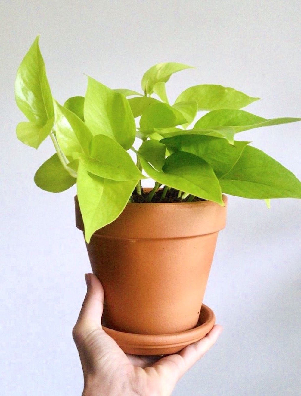 Epipremnun enon pothos