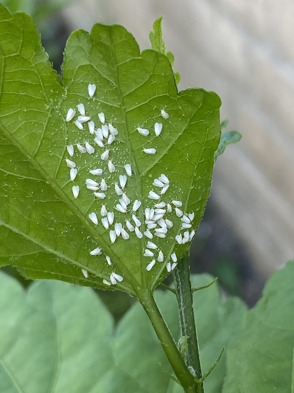 whitefly