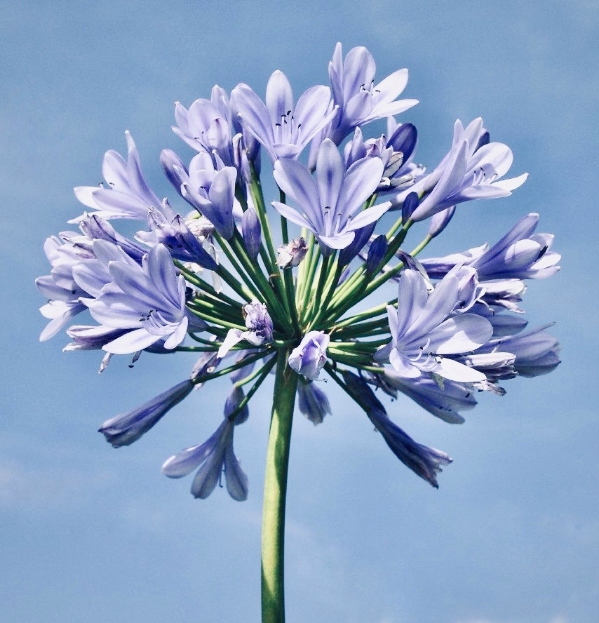Agapanthus Afrikaanse lily