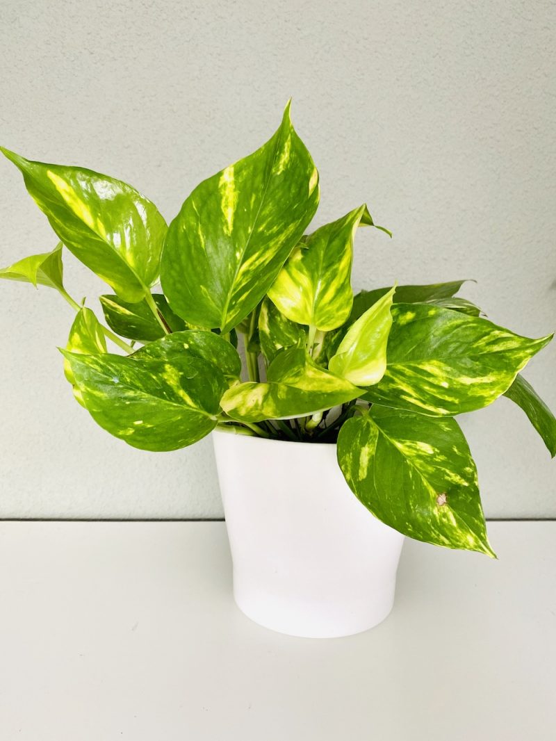 Epipremnum aureum, marble queen - Botanically