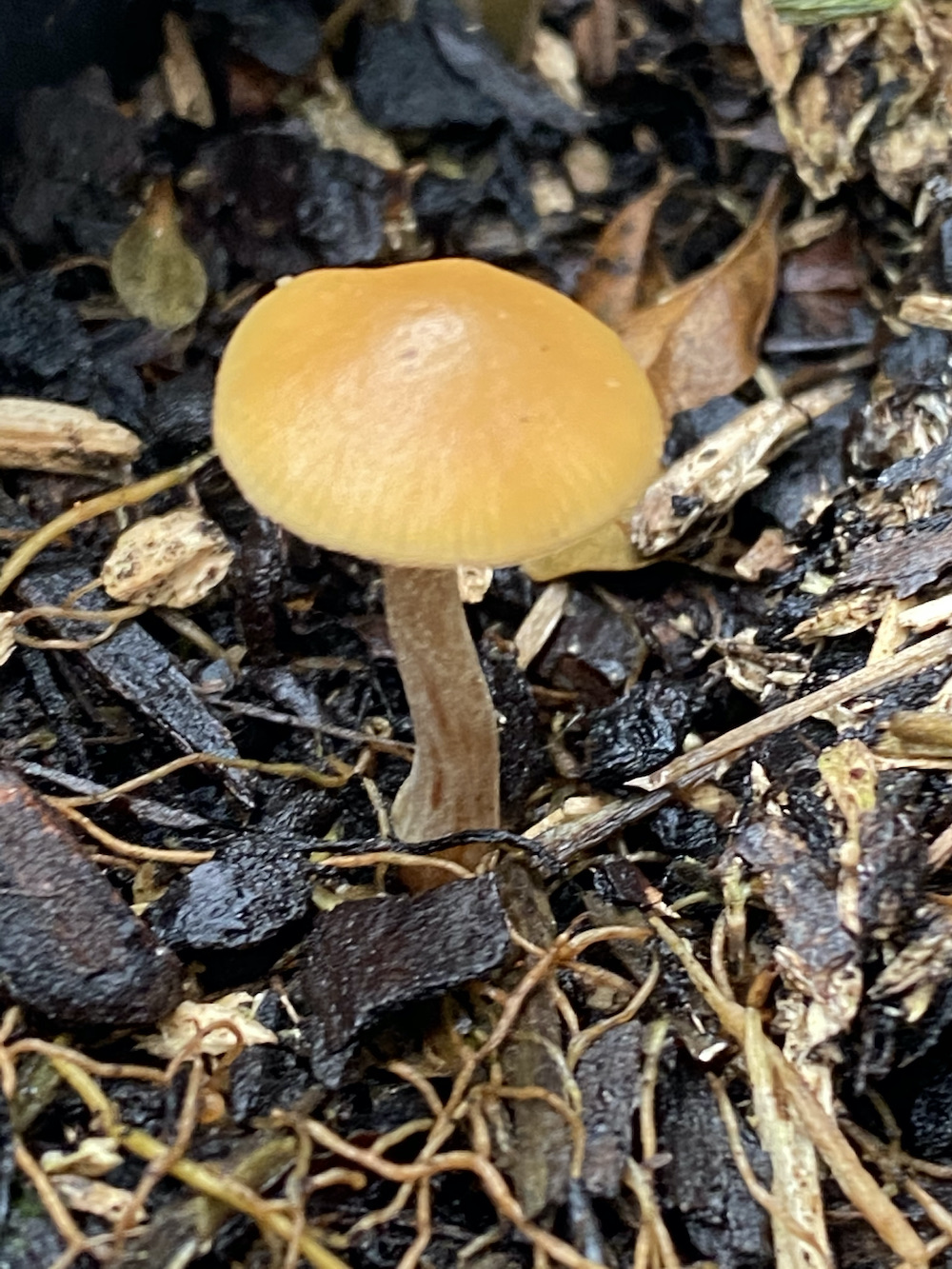 mushroom