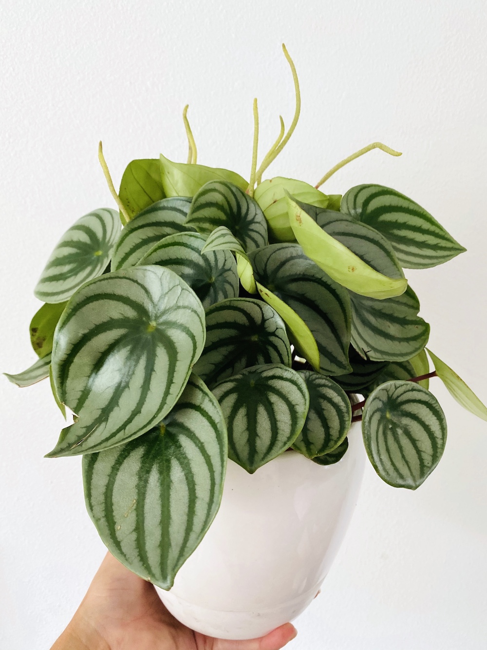 Peperomia argyreia