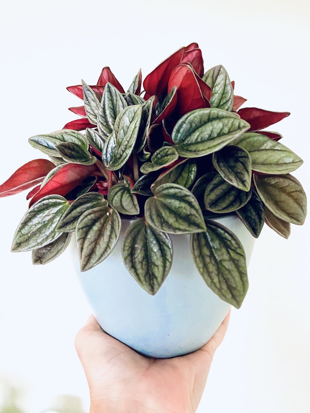 Peperomia caperata rosso 