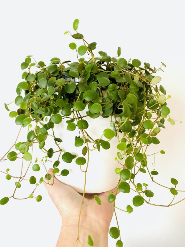 Peperomia ruby cascade - Botanically