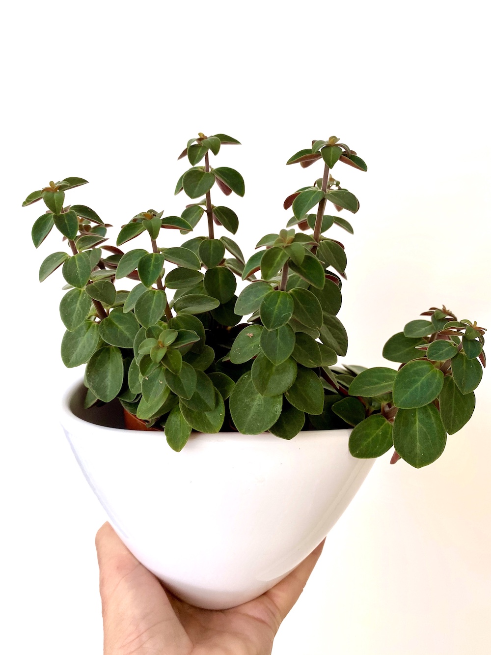 Peperomia verticillata