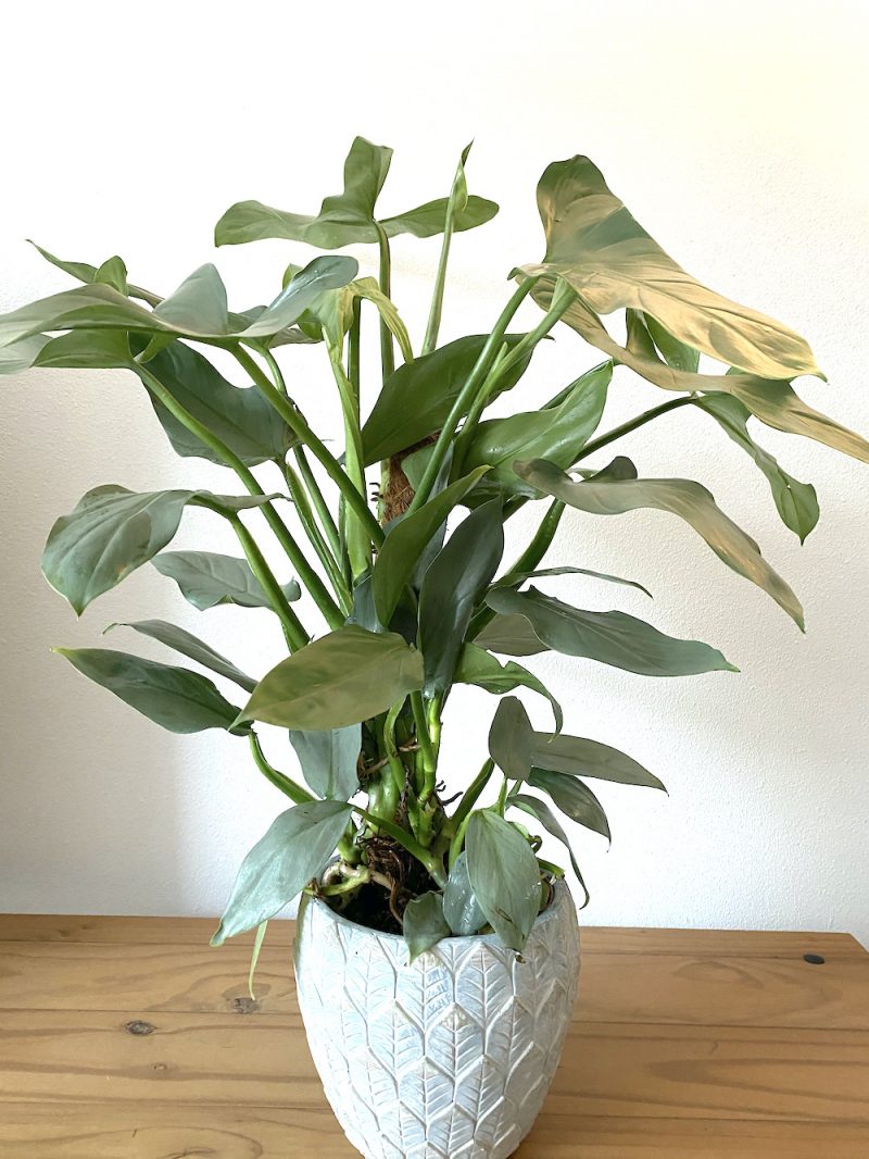 Philodendron hastatum silver sword Botanically Philodendron hastatum silver sword Botanically