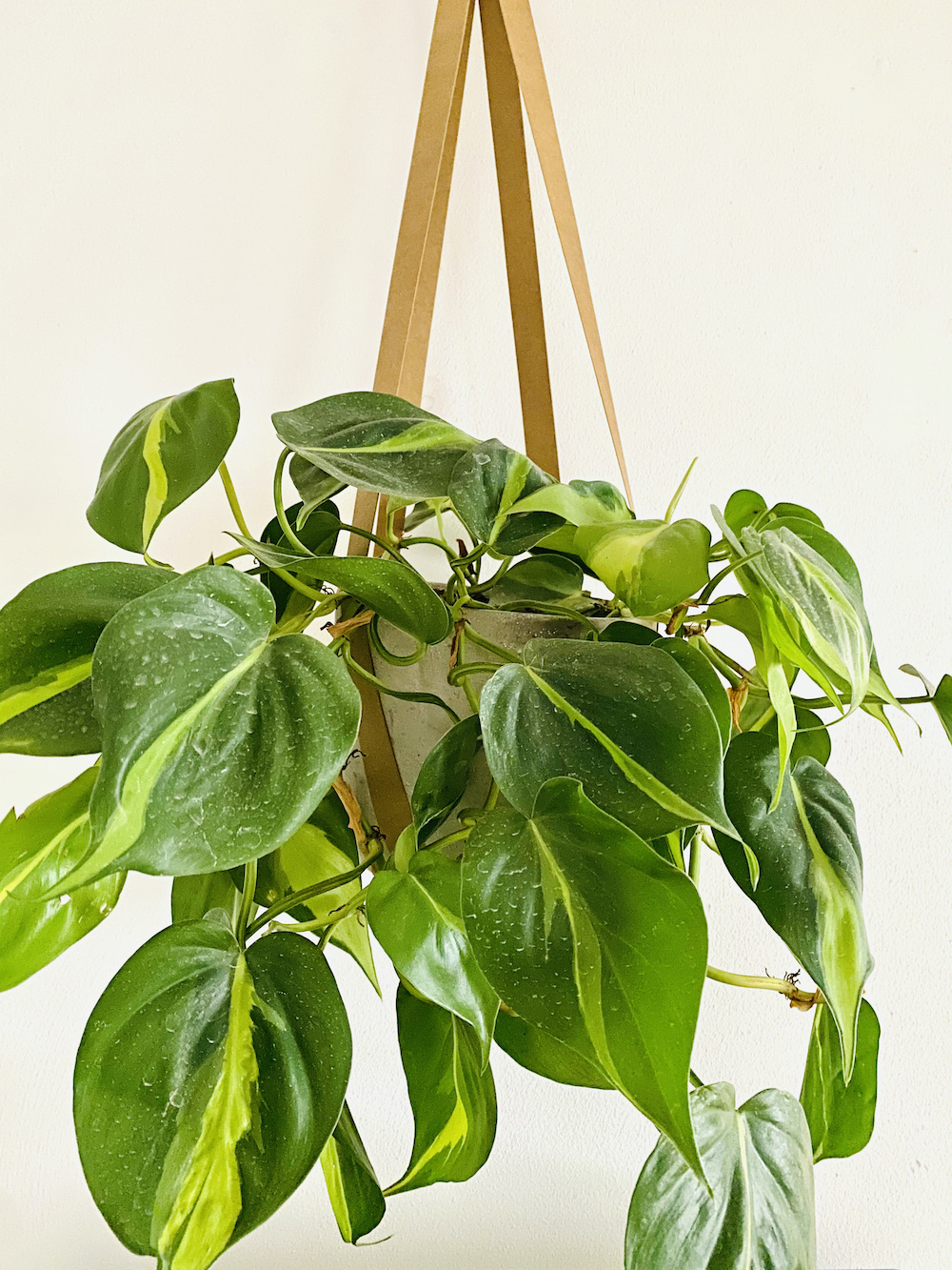 Philodendron hederaceum brasil - Botanically