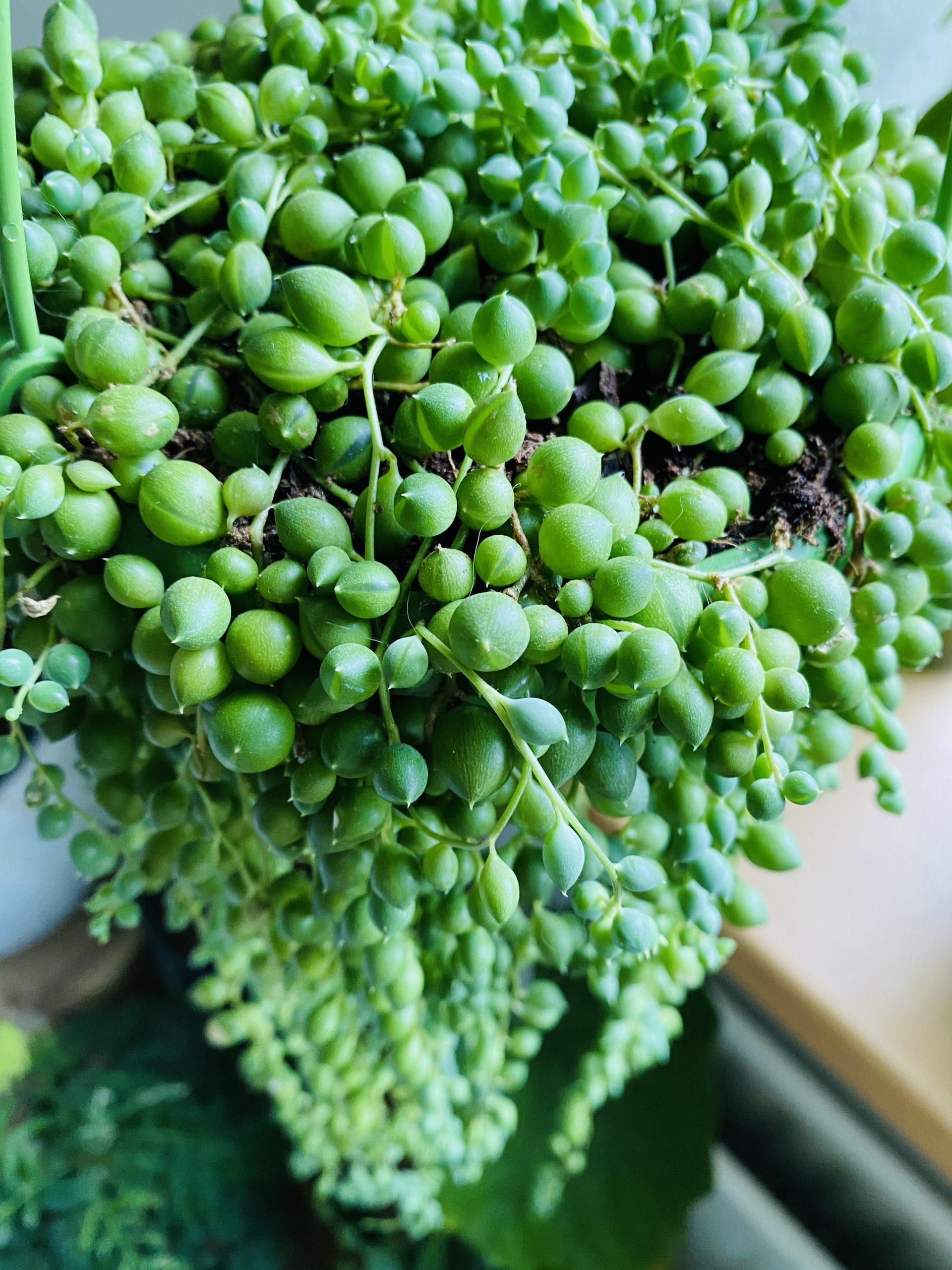 Senecio rowleyanus - Botanically